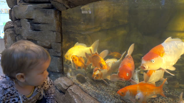 Baby-boy-looks-at-fish-swimming-in-aquarium