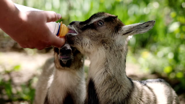 Farmer-feeding-two-baby-goat-with-a-bottle-full-of-milk