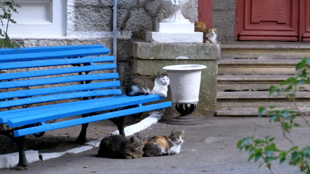 Viele-streunende-Katzen-in-der-Nähe-einer-Bank-im-Park-sitzen