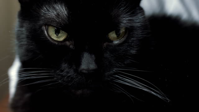 Schwarze-Katze-Blick-in-die-Kamera
