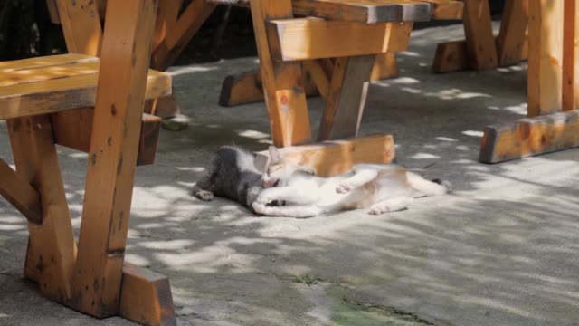 Zwei-lustige-Kätzchen-spielen-unter-dem-Tisch-auf-der-Terrasse