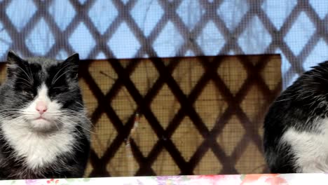 Schwarze-und-Weiße-Katzen-sind-in-der-Sonne-aalen.