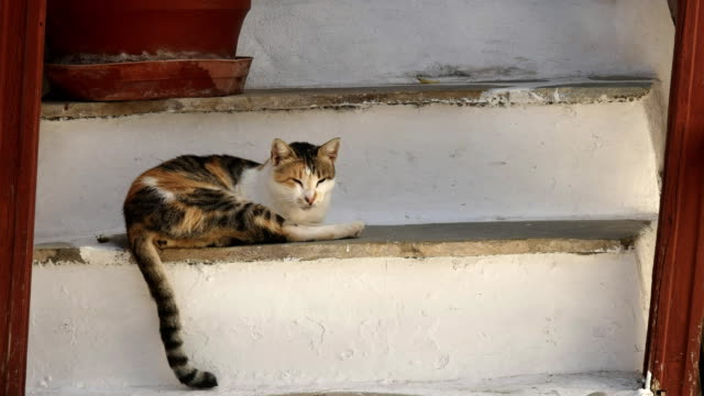 Nahaufnahme-einer-Katze-schlafen-auf-Haus-Schritte-in-Mykonos,-Griechenland