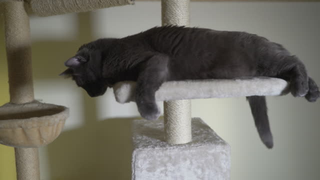 Graue-Katze-liegend-auf-große-Plattform-an-der-Spitze-der-vom-Boden-bis-zur-Decke-kratzen-post