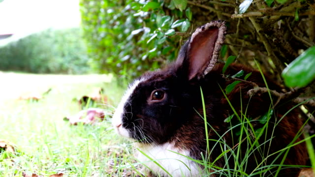 Brown-rabbit-sick,-ear-diseased-lie-down-on-grass-in-forest-Thailand,-UHD-4K-video-blur-out-in-the-end