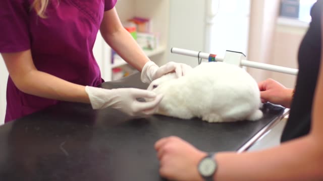 Arzt-in-Handschuhen-berührt-ein-weißen-Kaninchen