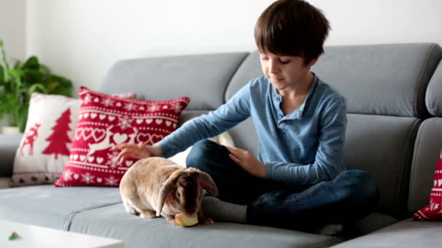 Niedliche-kleine-junge-Kaninchen-füttern,-mit-Apple-zu-Hause