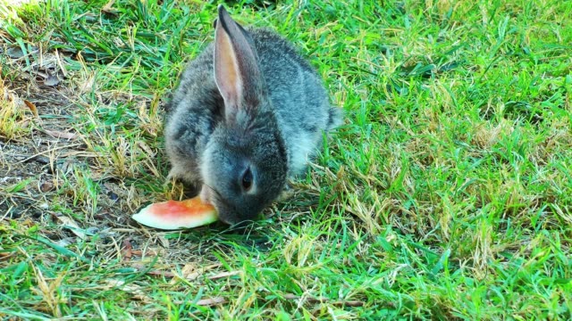 Rabbit-Feeds-on-Grass