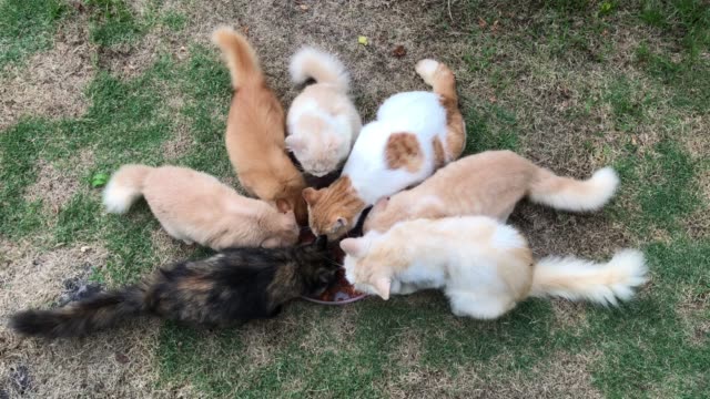 Kittens-Eating