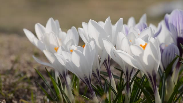 Schöne-sanfte-Krokussträucher-blühen-im-zeitigen-Frühjahr,-das-Symbol-des-Jahresbeginns,-das-Konzept-von-Ostern