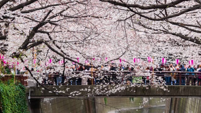 lapso-de-tiempo-del-Festival-de-la-flor-de-cerezo-en-plena-floración-en-el-río-Meguro,-Tokio,-Japón