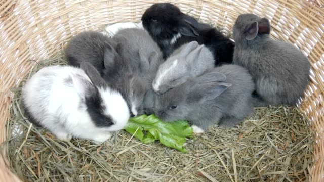 Encantador-veinte-días-conejo-bebé-comiendo-verdura-en-un-nido-de-heno