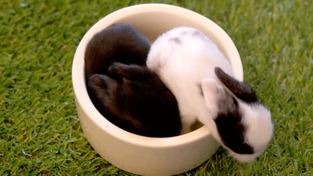 Once-días-encantadores-conejos-de-bebé-en-césped-verde-artificial