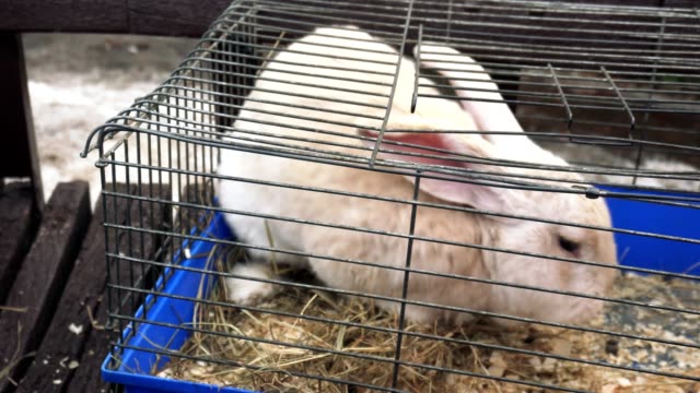 Nahaufnahme-Ein-weißes-Kaninchen-sitzt-in-einem-eisernen-Käfig-und-isst-Heu.-Ein-cremiger-Hase-befindet-sich-in-einem-Metallkäfig-und-isst-trockenes-Gras.