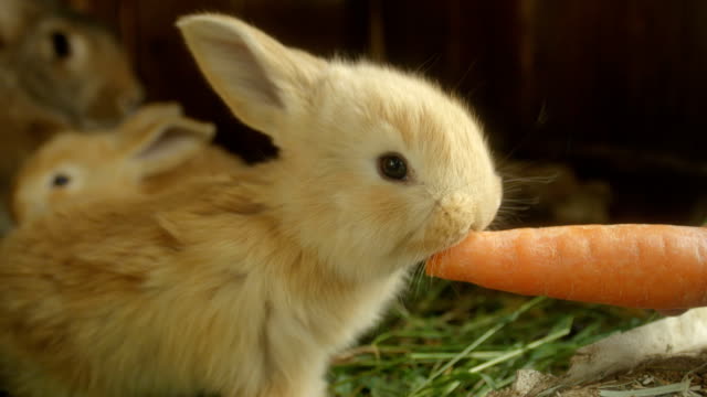 CLOSE-UP:-Süße-flauschige-kleine-leichte-braune-Hase-großen-frischen-Karotten-essen