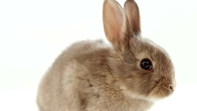 Conejo-de-pascua-sobre-fondo-blanco