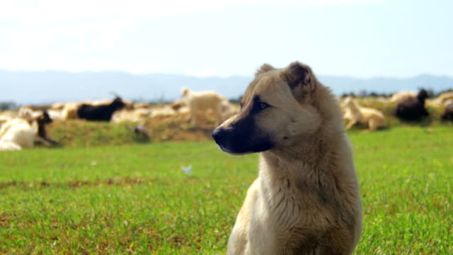 Perros-Ovejeros-guardando-el-rebaño-de-ovejas-en-el-campo