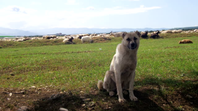Schäferhund,-die-Bewachung-der-Herde-von-Schafen-im-Feld