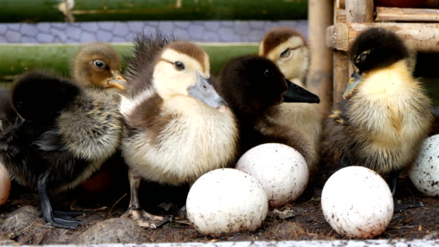 little-duckling-with-egg-in-a-farm