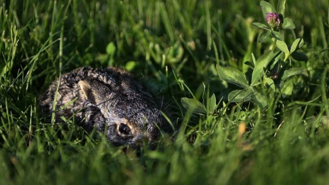 Un-conejito-pequeño-y-asustado-está-sentado-en-la-hierba.