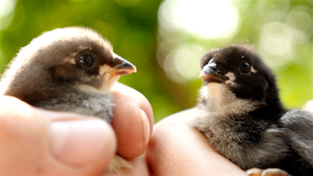 Two-newborn-chick-in-hands.-Close-up