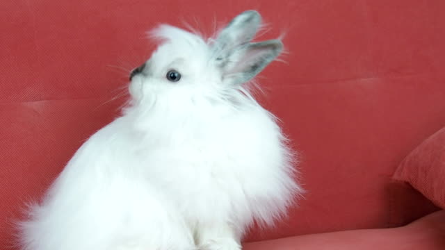 Ein-schönen-weißen-Kaninchen.