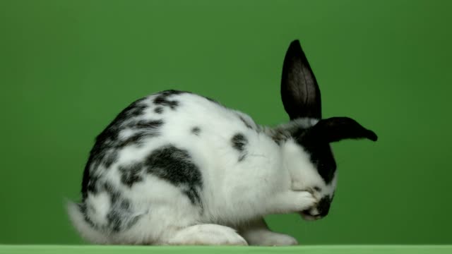 Kaninchen-macht-sich-ansehnlich-auf-grünem-Hintergrund