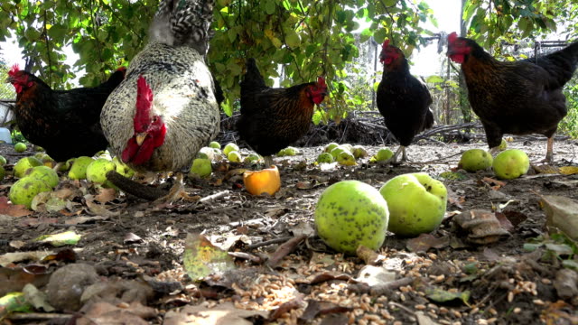 Glücklichen-freilaufenden-Hühnern-auf-einem-Bio-Bauernhof