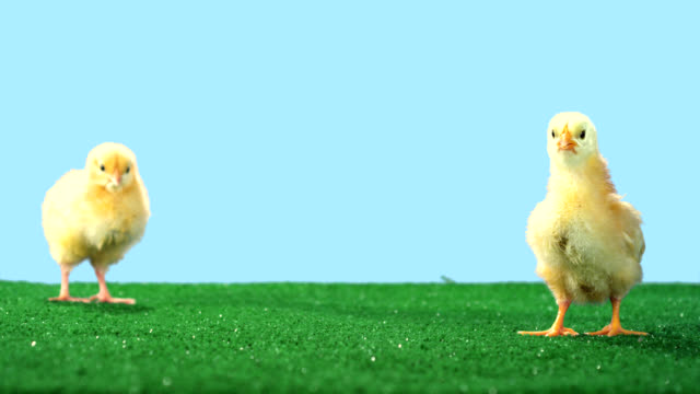 Two-cute-chicks-walk-around-on-green-turf