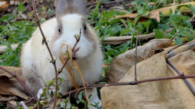 Thai-domestic-rabbit-in-nature.