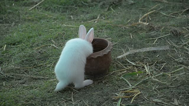 Rabbit-eating-and-nibbling-grass.
