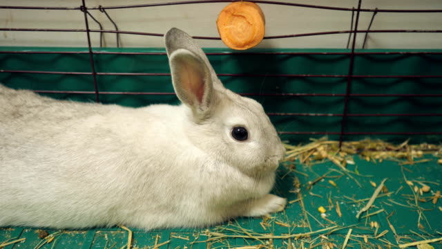 Kaninchen-in-einem-Käfig