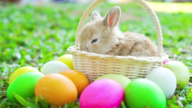 Little-brown-easter-bunny-holland-lop-sleeping-on-wicker-basket.