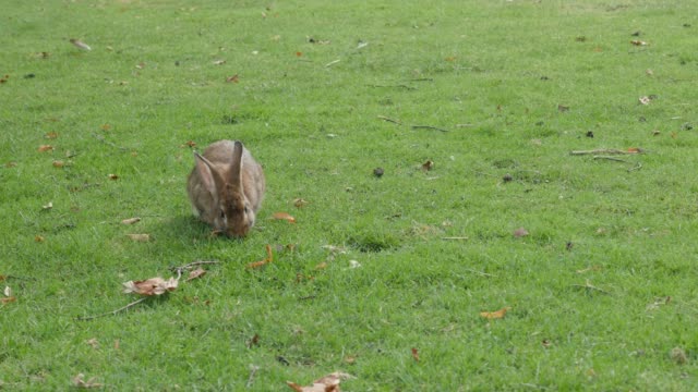 Graues-Kaninchen-Reinigung-Fell-und-Entspannung-in-der-Natur-4K-2160p-UltraHD-Filmmaterial-Bunny-im-Gras-genießen-schönes-Wetter-4K-3840X2160-UHD-Video