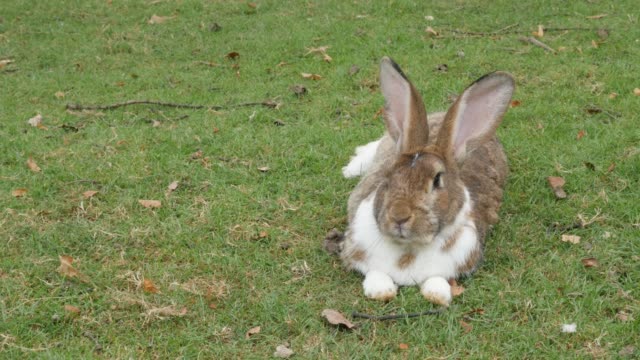 Conejo-perezoso-masticando-hierba-en-el-campo-4K
