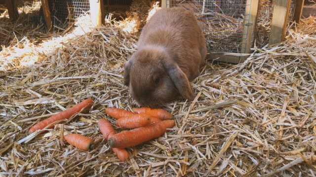 Braunes,-süßes-Kaninchen-isst-frische-Karotten-in-der-Kaninchenhutsche