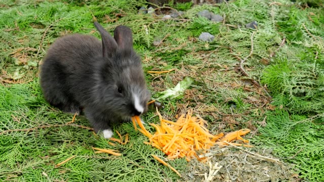 Los-conejos-jóvenes-comiendo-zanahoria-fresca-en-el-jardín