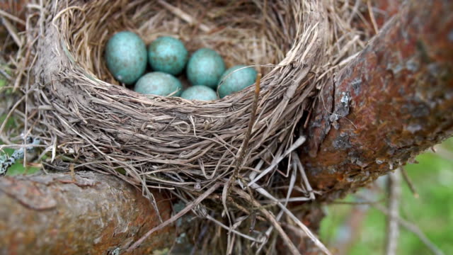 Nest-of-a-thrush-with-six-blue-eggs-on-the-pine-tree-in-springtime.-Slow-motion