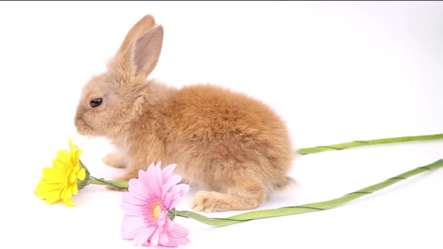 Osterhase,-niedliche-Hasen,-Kaninchen-auf-weißem-Hintergrund