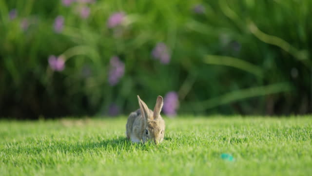 Kaninchen-essen-grünes-Gras