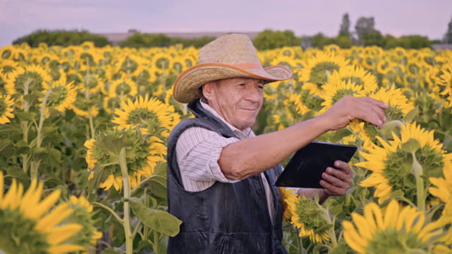 A-senior-farmer-photographs-sunflowers-and-sunflower-seeds-on-a-tablet-for-analysis.-Modern-technologies-in-the-agricultural-business.