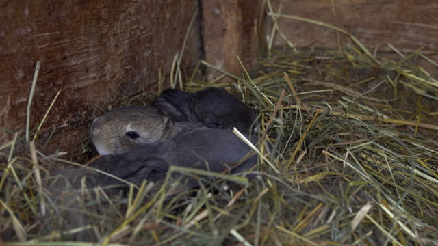 Conejos-recién-nacidos-en-el-nido.