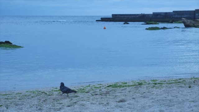 Graue-Taube-zu-Fuß-am-Strand-in-der-Nähe-des-Meeres.-Slow-motion