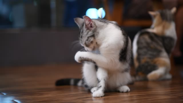 4-k-Video-süße-Kätzchen-Katze