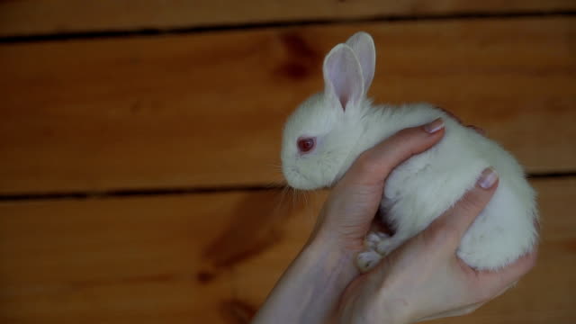 White-Rabbit.-Hands-holding-a-white-rabbit