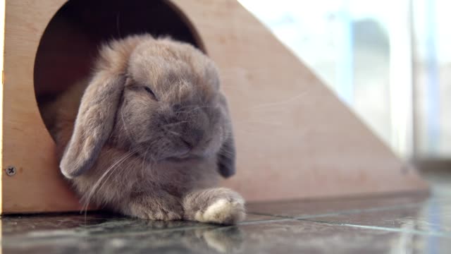 Holland-Lop-rabbit-sleeping-in-the-House.-Pets.-4K-Resolution