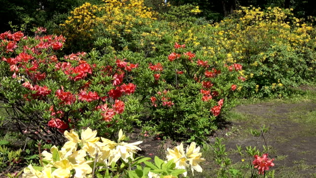 Rote,-gelbe-und-weiße-japanische-Rhododendren-blühen