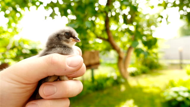In-one-hand-the-chick-in-the-other-hand-is-an-egg.-Chicken-or-egg