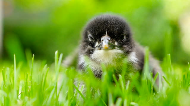 A-small-chick-sits-in-the-grass.-Close-up