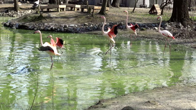 Blanco-flamingos-agitando-sus-alas-y-correr-por-el-agua-del-lago